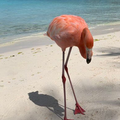Flamingo on Aruba beach