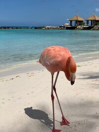 Flamingo on the beach