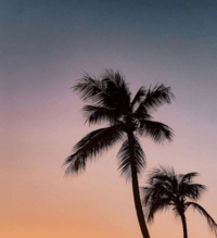 Palm trees at sunset